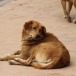 street-dog-5517923_640