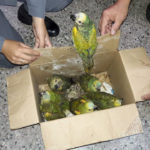 rescate_animales-loros